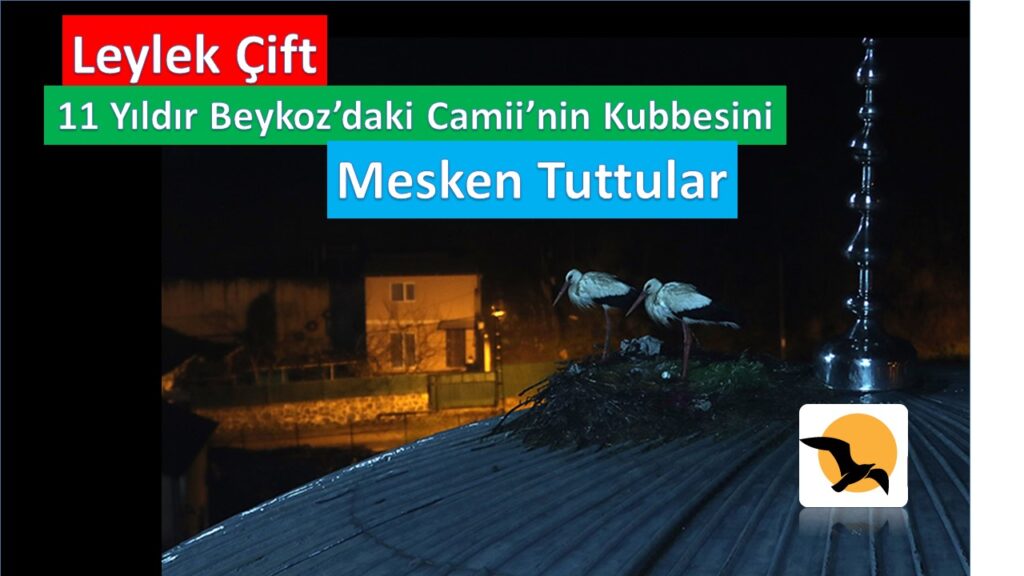 11 Yıldır Camii’nin Kubbesini Mesken Tutuyorlar