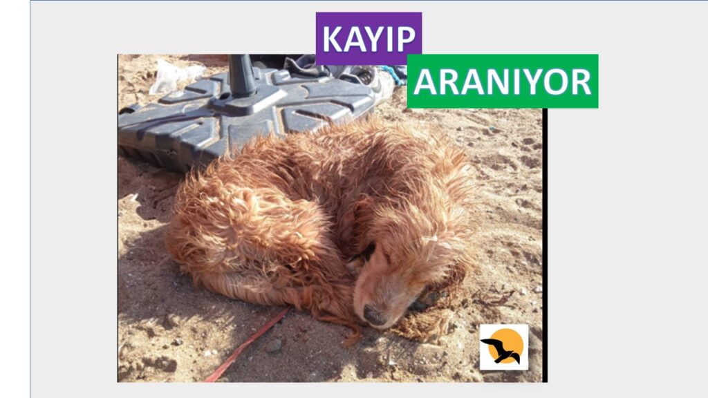 Kayboldu Sahibi Arıyor…