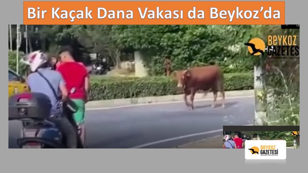 Beykoz’da Kaçan Kurbanlık Sürücüleri Korkuttu
