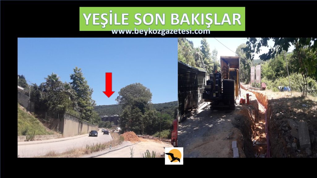 Yeşile son bakış…Çubuklu…