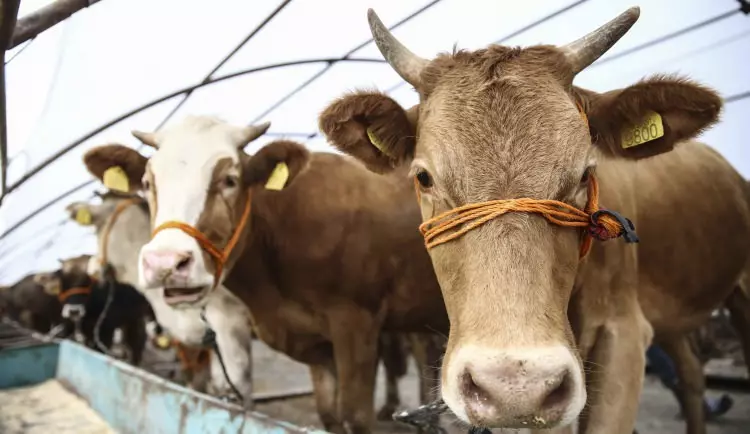İŞTE KÜÇÜKBAŞ VE BÜYÜKBAŞ KURBANLIK FİYATLARI