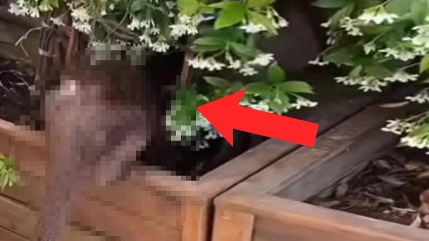 Beykoz’daki bu davetsiz ama şirin canlı herkesin ilgisi oldu