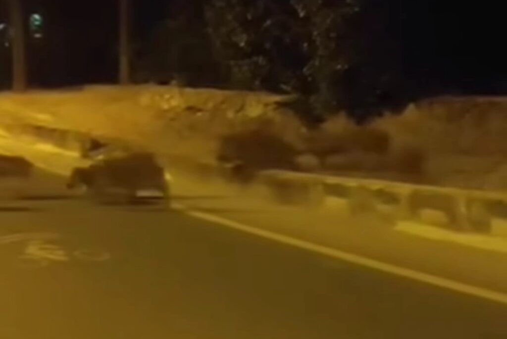 Aç Kalan Anne Domuz ve Yavrusu Anadolu Kavağı’nda Şehre İndi