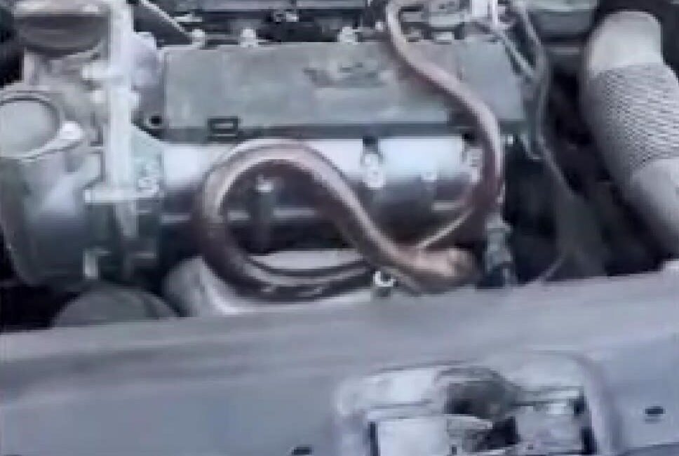 Kavacık İtfaiyesi’nden Yılan Operasyonu…Aracın Motorundan Yılan Çıkardılar…