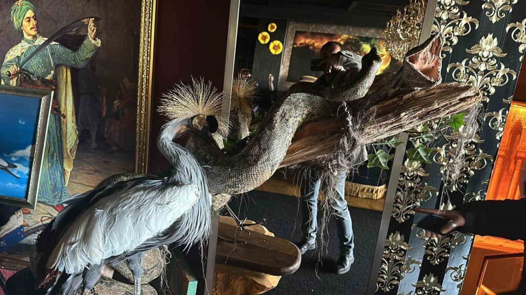 Beykoz’da bunu da gördük. Canlı vahşi hayvan operasyonu. Nil timsahı, anakonda yılanı