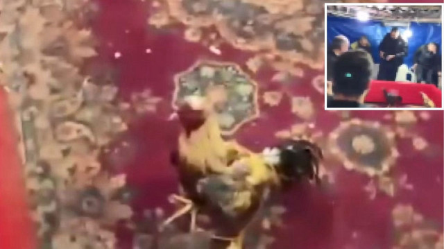 Beykoz’da Horoz Dövüşü Yaptıran 21 Kişi Gözaltına Alındı