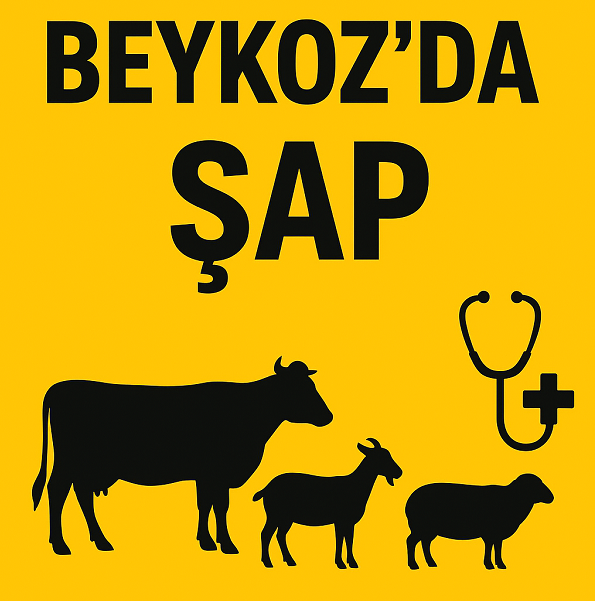 Beykoz’da ŞAP Etkinlik İptal Ettirdi. Şap Hastalığı Nedir…