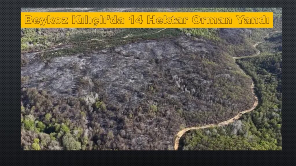 Beykoz Kılıçlı Mahallesi Ormanlık Alandaki Yangının Bilançosu Ağır Oldu: 14 Hektar