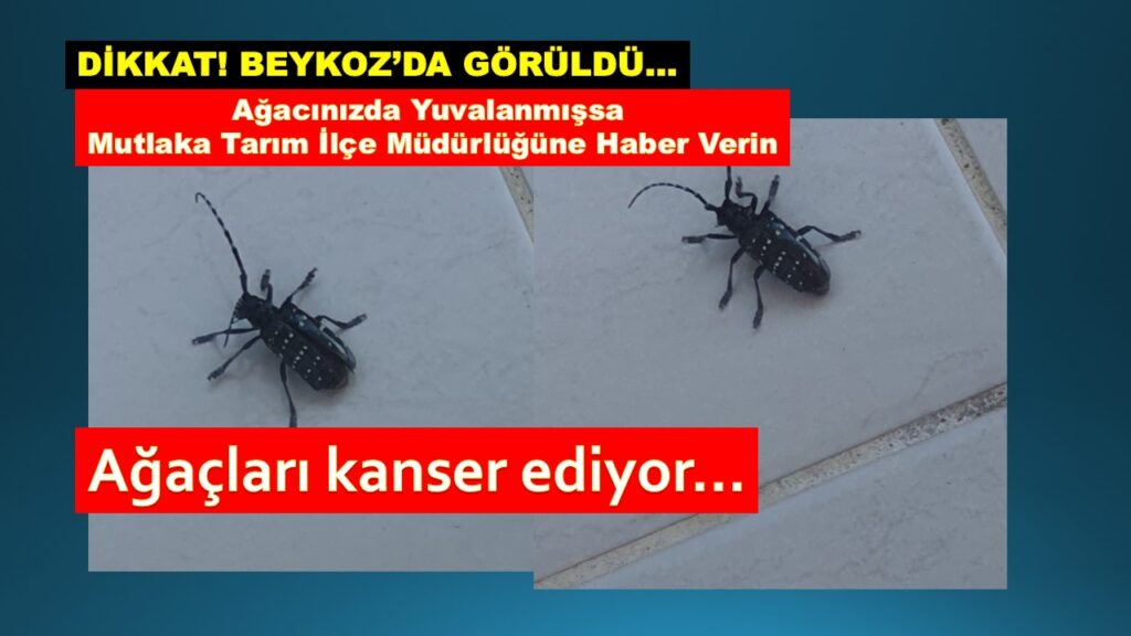 DİKKAT! TÜRKİYE’DE OLMAMASI GEREKEN DRAKULA BÖCEĞİ BEYKOZ’DA GÖRÜLDÜ